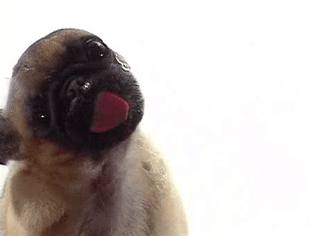 dog licking screen gif|dog licking the screen website.